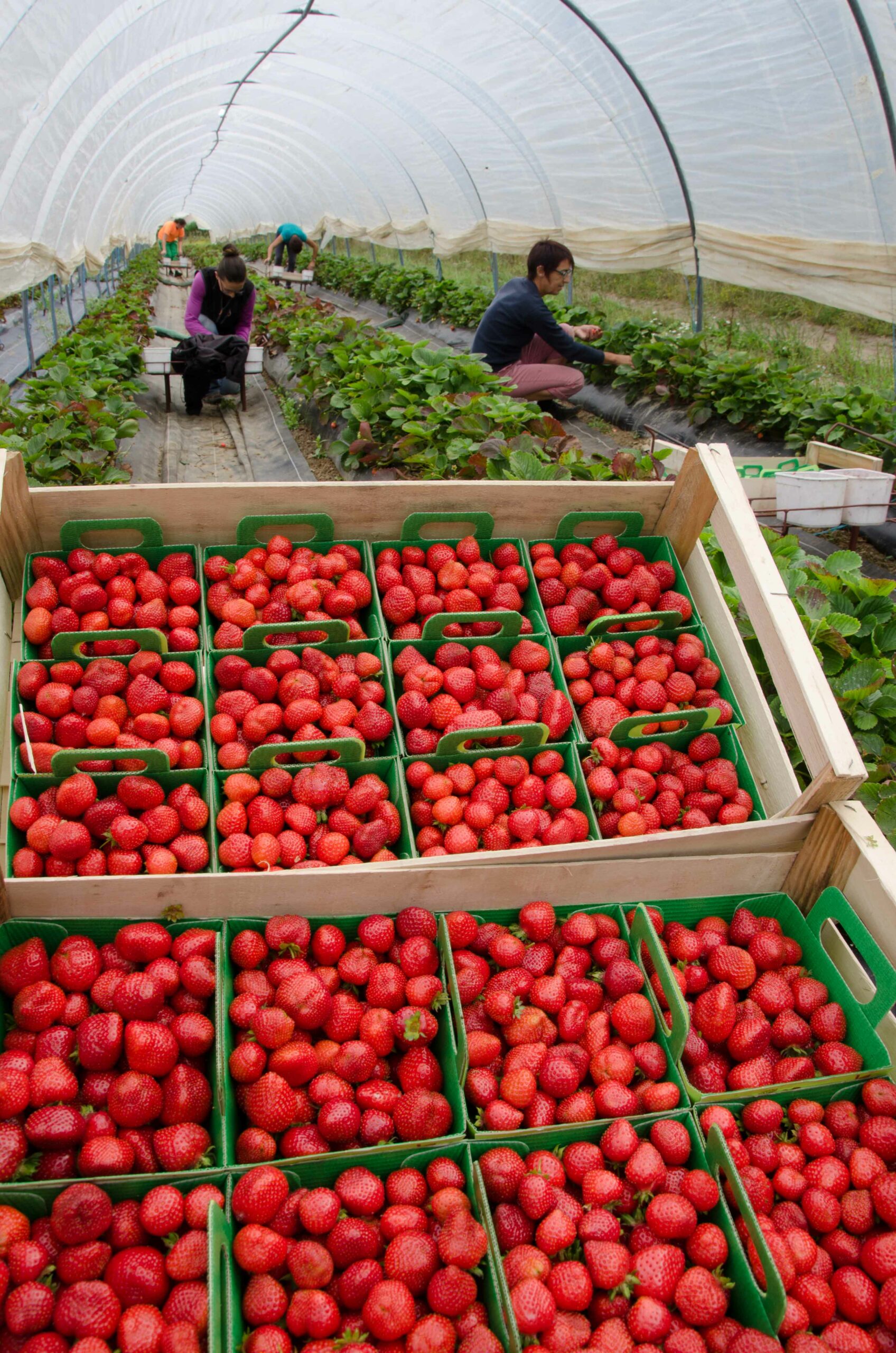 Cueillette Vente Fraise Maraîcher Rennes - Le Rheu Maraîchers